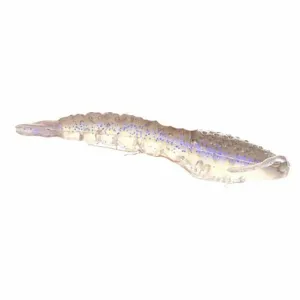 Berkley Gulp! Translucent Shrimp Starry Night 4"